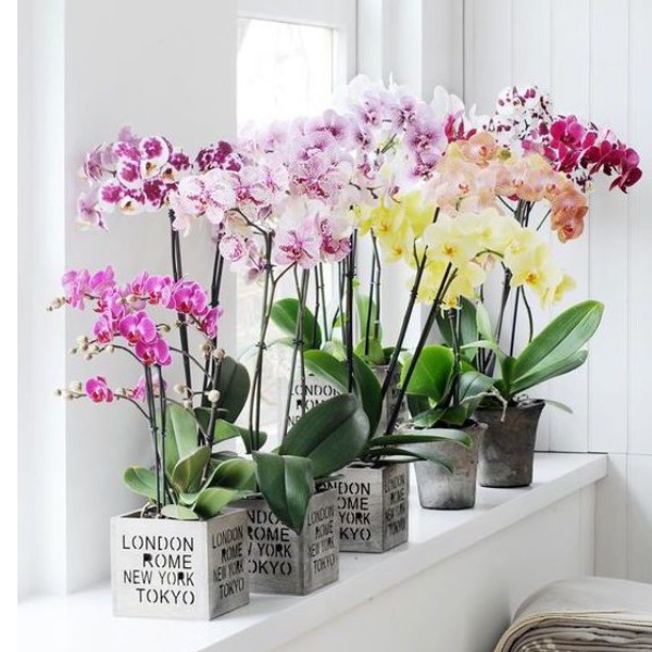 Indoor plants - orchids