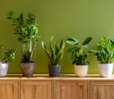 Indoor plants suitable for home decoration
